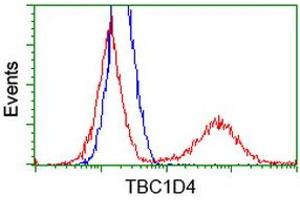 HEK293T cells transfected with either RC212105 overexpress plasmid (Red) or empty vector control plasmid (Blue) were immunostained by anti-TBC1D4 antibody (ABIN2454437), and then analyzed by flow cytometry. (TBC1D4 Antikörper)