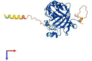 CA10 Protein (AA 1-328) (His tag)