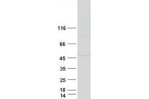 BFSP2 Protein (Myc-DYKDDDDK Tag)