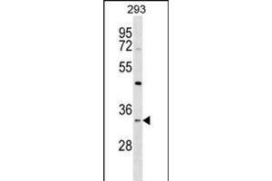 STX2 Antibody (N-term) (ABIN1539493 and ABIN2848647) western blot analysis in 293 cell line lysates (35 μg/lane).