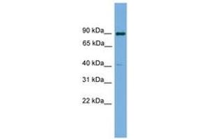 Image no. 1 for anti-Potassium Channel Tetramerisation Domain Containing 16 (KCTD16) (AA 107-156) antibody (ABIN6745149) (KCTD16 Antikörper  (AA 107-156))