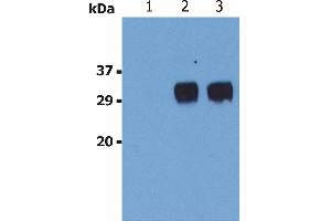 Western Blotting analysis (non-reducing conditions) of LST1 in whole cell lysate of U937 human Caucasian histiocytic lymphoma cell line. (LST1 Antikörper)