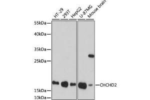 Western blot analysis of extracts of various cell lines, using CHCHD2 antibody (ABIN7266448) at 1:1000 dilution. (CHCHD2 Antikörper  (AA 75-145))