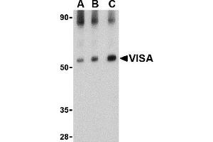Western Blotting (WB) image for anti-Mitochondrial Antiviral Signaling Protein (MAVS) (Middle Region) antibody (ABIN1031160) (MAVS Antikörper  (Middle Region))