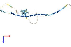 IFT57 Protein (AA 1-429) (His tag)