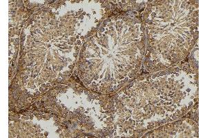 ABIN6276818 at 1/100 staining Mouse testis tissue by IHC-P. (MPZ Antikörper  (C-Term))