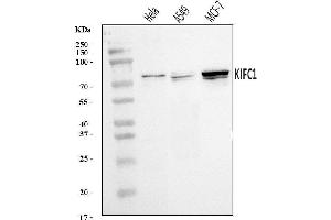 Western blot analysis of KIFC1 using anti-KIFC1 antibody (ABIN7599523). (KIFC1 Antikörper  (AA 1-673))