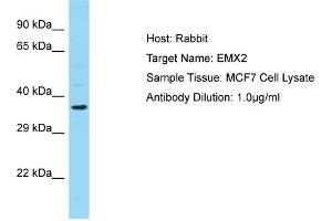 WB Suggested Anti-EMX2 Antibody Titration:  0. (EMX2 Antikörper  (N-Term))