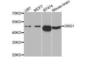 Western blot analysis of extracts of various cell lines, using DRD1 antibody. (Dopamine Receptor d1 Antikörper)