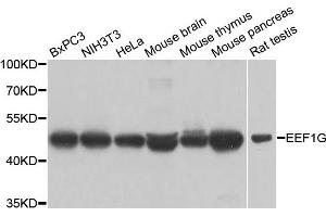 Western blot analysis of extracts of various cell lines, using EEF1G antibody. (EEF1G Antikörper)
