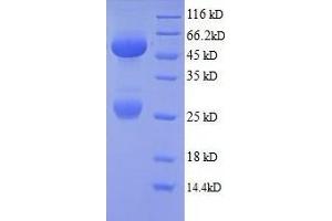 SDS-PAGE (SDS) image for Mouse IgG2a isotype control (ABIN1045120)