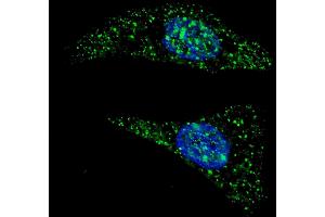 Fluorescent image of  cells stained with ATG5 (N-term) antibody.