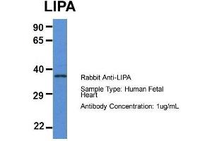 Host: Rabbit  Target Name: LIPA  Sample Tissue: Human Fetal Heart  Antibody Dilution: 1. (Lipase A Antikörper  (N-Term))