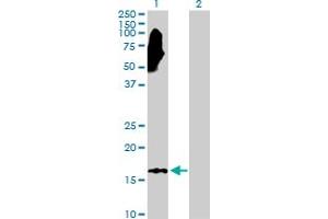 Western Blot analysis of NME3 expression in transfected 293T cell line by NME3 MaxPab polyclonal antibody. (NME3 Antikörper  (AA 1-169))