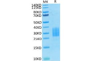 Biotinylated Human NKp30 on Tris-Bis PAGE under reduced condition.