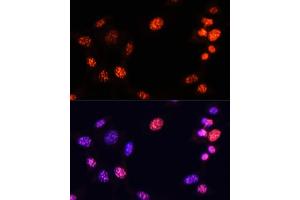 Immunofluorescence analysis of NIH/3T3 cells using TriMethyl-Histone H3-K64 antibody (ABIN7267701) at dilution of 1:100.