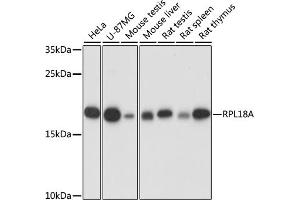 Western blot analysis of extracts of various cell lines, using RPL18A antibody (ABIN7269994) at 1:1000 dilution. (RPL18A Antikörper  (AA 50-176))