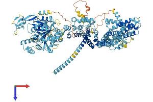 TRPM8 Protein (AA 1-1104) (His tag)