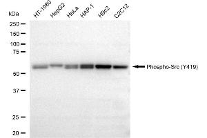 Western blotting analysis using Phospho-Src (Y419) antibody (ABIN7800050). (Rekombinanter Src Antikörper  (pTyr419))