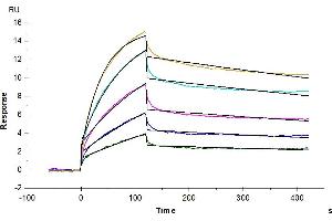 Surface Plasmon Resonance (SPR) image for Claudin 6 (CLDN6) (AA 1-220) (Active) protein-VLP (ABIN7448162)