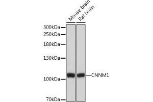 Western blot analysis of extracts of various cell lines, using CNNM1 Rabbit pAb (ABIN7266572) at 1:3000 dilution. (Cyclin M1 Antikörper  (AA 692-951))