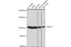 Western blot analysis of extracts of various cell lines, using USP37 antibody (ABIN7271158) at 1:2000 dilution. (USP37 Antikörper  (AA 150-250))