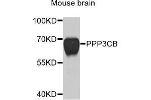 Western blot analysis of extracts of mouse brain, using PPP3CB antibody (ABIN5971879) at 1/1000 dilution. (PPP3CB Antikörper)