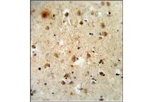 AP17892PU-N ATF6 Antibody (Center) staining of Formalin-Fixed and Paraffin-Embedded Human brain tissue. (ATF6 Antikörper  (Middle Region))