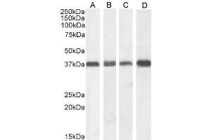 ABIN185372 (1µg/ml) staining of NIH3T3 (A), (0. (NPM1 Antikörper  (C-Term))
