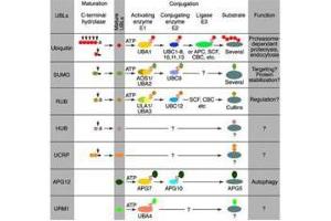 Immunoblot of Hub1 fusion protein. (Hub1 Antikörper)