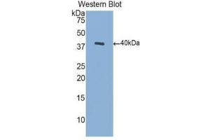 Western Blotting (WB) image for anti-Brain-Derived Neurotrophic Factor (BDNF) (AA 129-247) antibody (ABIN1077869) (BDNF Antikörper  (AA 129-247))