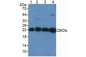 Western blot analysis of (1) Mouse Kidney Tissue, (2) Mouse Liver Tissue, (3) Rat Brain Tissue and (4) Rat Serum. (Peroxiredoxin 2 Antikörper  (AA 6-164))