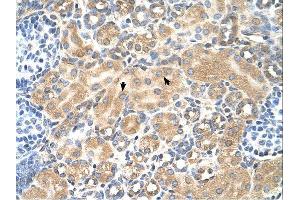 Tetraspanin 5 antibody was used for immunohistochemistry at a concentration of 4-8 ug/ml. (Tetraspanin 5 Antikörper  (Middle Region))