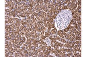 IHC-P Image RPS15 antibody detects RPS15 protein at cytosol on mouse liver by immunohistochemical analysis. (RPS15 Antikörper)