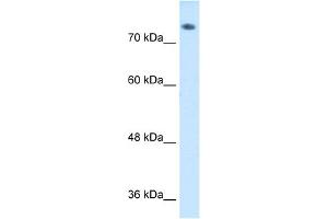 WB Suggested Anti-ABP1 Antibody  Titration: 1 ug/ml Positive Control: HepG2 cell lysate (DAO Antikörper  (C-Term))