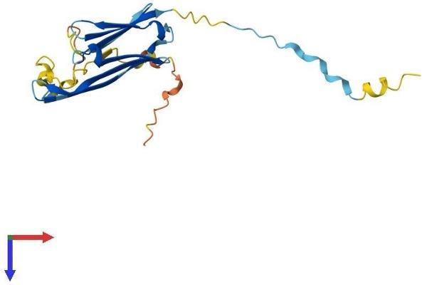 HSPB2 Protein (AA 1-182) (His tag)