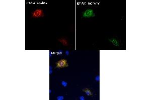 Immunofluorescence (IF) image for Chicken anti-Chicken IgY antibody (DyLight 488) (ABIN7273052) (Huhn anti-Huhn IgY Antikörper (DyLight 488))