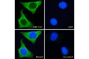 ABIN6391345 Immunofluorescence analysis of paraformaldehyde fixed NIH3T3 cells, permeabilized with 0. (CTGF Antikörper  (C-Term))