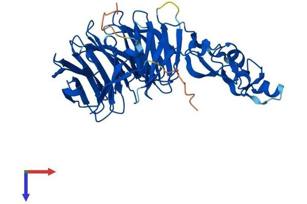 WDFY1 Protein (AA 1-410) (His tag)