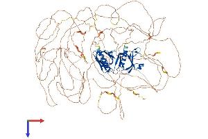 IRS1 Protein (AA 1-1233) (His tag)