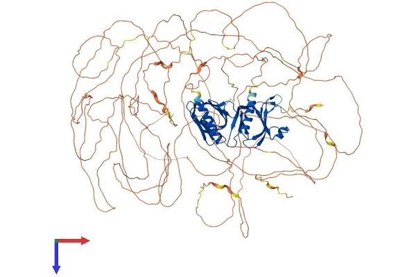 IRS1 Protein (AA 1-1233) (His tag)