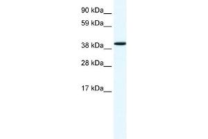 Annexin A7 antibody used at 1. (Annexin VII Antikörper  (N-Term))