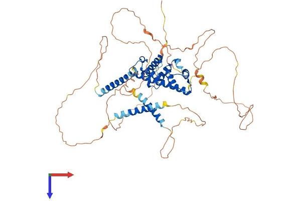 PROX2 Protein (AA 1-593) (His tag)