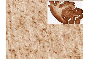 Immunohistochemistry (IHC) staining of Rhesus macaque brain for astrocyte marker Aldh1L1 using Anti-Aldh1L1 Antibody (ABIN1304520) (clone N103/39, 1:3000).