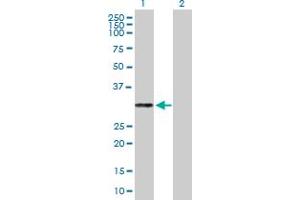 Western Blot analysis of PRTN3 expression in transfected 293T cell line by PRTN3 MaxPab polyclonal antibody. (PRTN3 Antikörper  (AA 1-256))