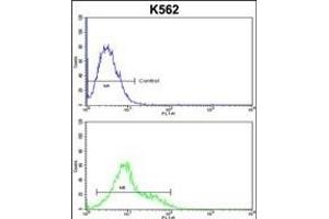 SORCS1 Antibody (N-term) (ABIN652682 and ABIN2842454) flow cytometric analysis of k562 cells (bottom histogram) compared to a negative control cell (top histogram).