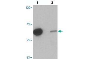 Western blot analysis of GBP6 in HeLa cell lysate with GBP6 polyclonal antibody  at 0.