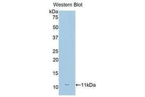 Western Blotting (WB) image for anti-Fc Fragment of IgG, Low Affinity IIIa, Receptor (CD16a) (FCGR3A) (AA 26-108) antibody (ABIN1174450) (FCGR3A Antikörper  (AA 26-108))