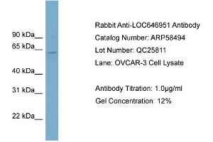 WB Suggested Anti-FAM188B2  Antibody Titration: 0. (FAM188B2 Antikörper  (Middle Region))