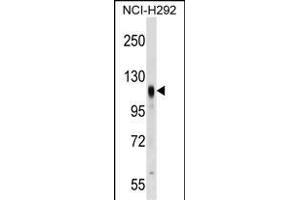 PROM2 Antibody (Center) (ABIN1538424 and ABIN2849372) western blot analysis in NCI- cell line lysates (35 μg/lane). (Prominin 2 Antikörper  (AA 440-466))